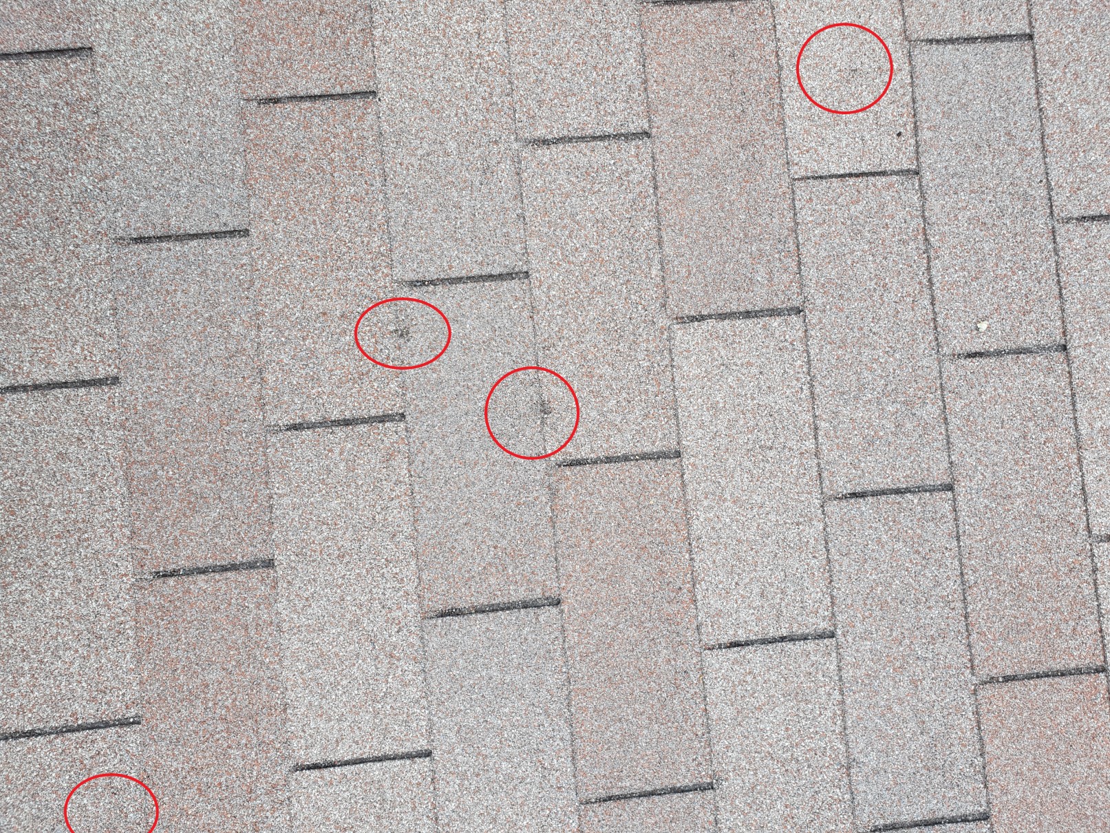 Multiple hail damage points circled on brown asphalt shingles
