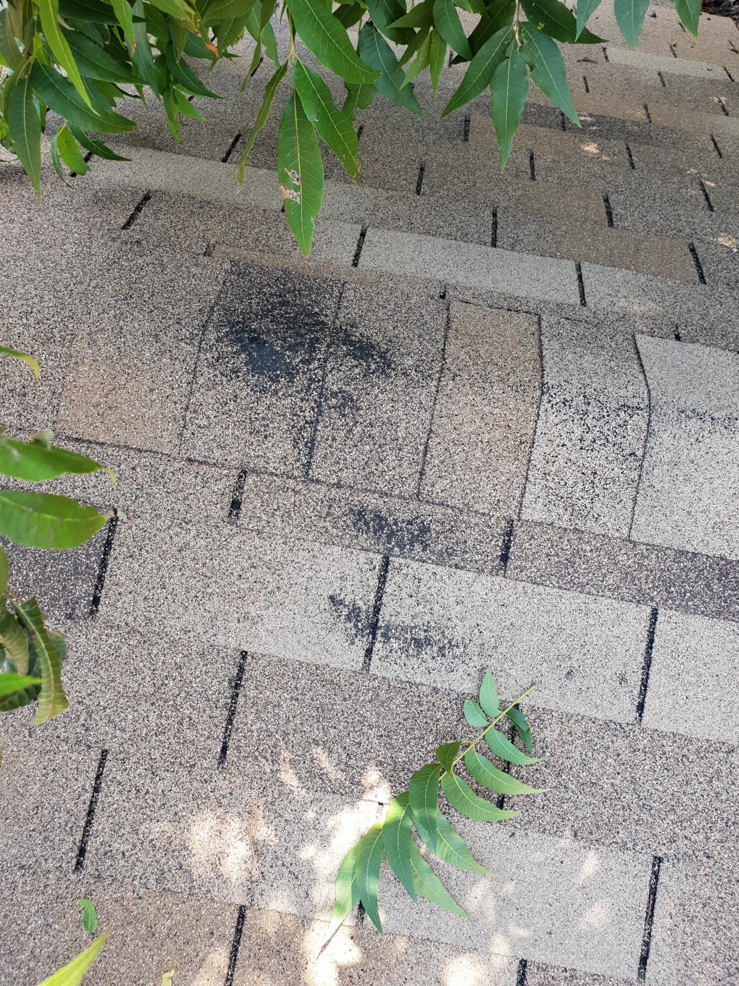 Granule loss and dark patches on asphalt shingle roof indicating age damage